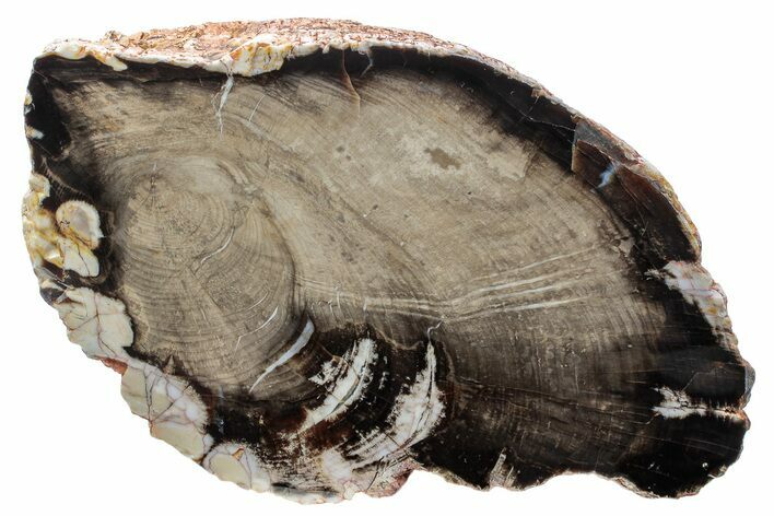 Cretaceous Petrified Wood (Aruacaria) Section - Australia #239742